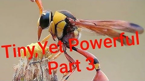 Chapter 8 Tiny, Yet Powerful (Part3)Class 3rd EVS (CBSE )