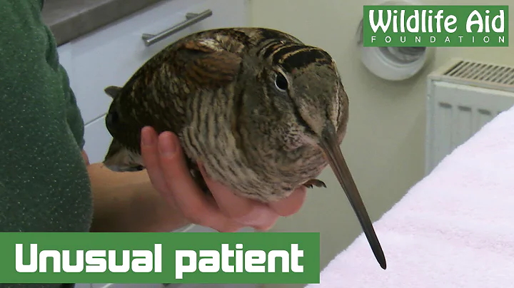 Beautiful woodcock hops to the hospital and home a...
