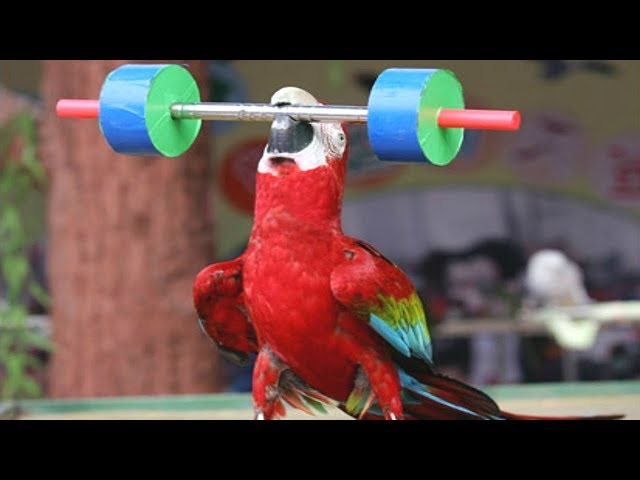 FUNNIEST PARROTS - Cute Parrot And Funny Parrot Videos Compilation [BEST OF]
