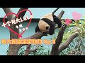 Giant Panda Le Le 叻叻 10 Month Special 满十个月专辑 Ch. 4 | Visit Le Le Ep 3 大熊猫宝宝叻叻探访记 3
