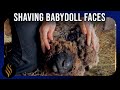 Wool-Blind Babydoll Face Shaves