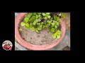wlecome in jade plant Beauty and lovely look