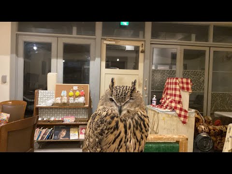 ふくろうママのフクロウライブ