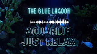 Aquarium LIVE Background | the blue Lagoon | video for relax end focus whit uderwater white noise