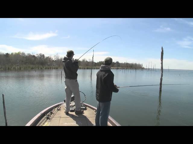 Big Bite Baits Coon Tail Worm 