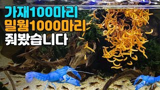 가재 100마리 어항에 밀웜 1000마리를 넣었더니..? OMG!! [해수인TV]