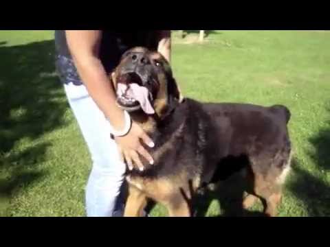 Adopte Paolo Croisé Rottweilerberger De 9 Ans Rp