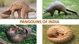 Pangolins of India 🇮🇳 | Mammals | Indian Animals screenshot 2