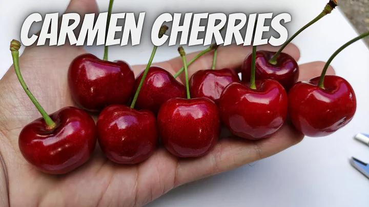 Cherry Carmen fruit size overview KGB system