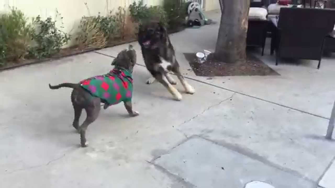 caucasian shepherd plays with pitbull in a christmas sweater youtube pit bull christmas sweater