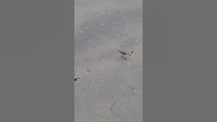 Tiny & cute Sandpiper. Please subscribe Thanks
