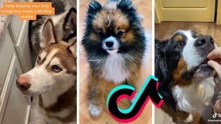 Imaginary Treat Dog Tiktok Compilation