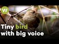 Eurasian wren: One of Europe&#39;s smallest birds makes up for its size with its loud singing voice