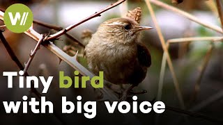 Eurasian wren: One of Europe&#39;s smallest birds makes up for its size with its loud singing voice