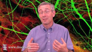 Cognitive Disorders are Early Onset Disorders (4 of 6)