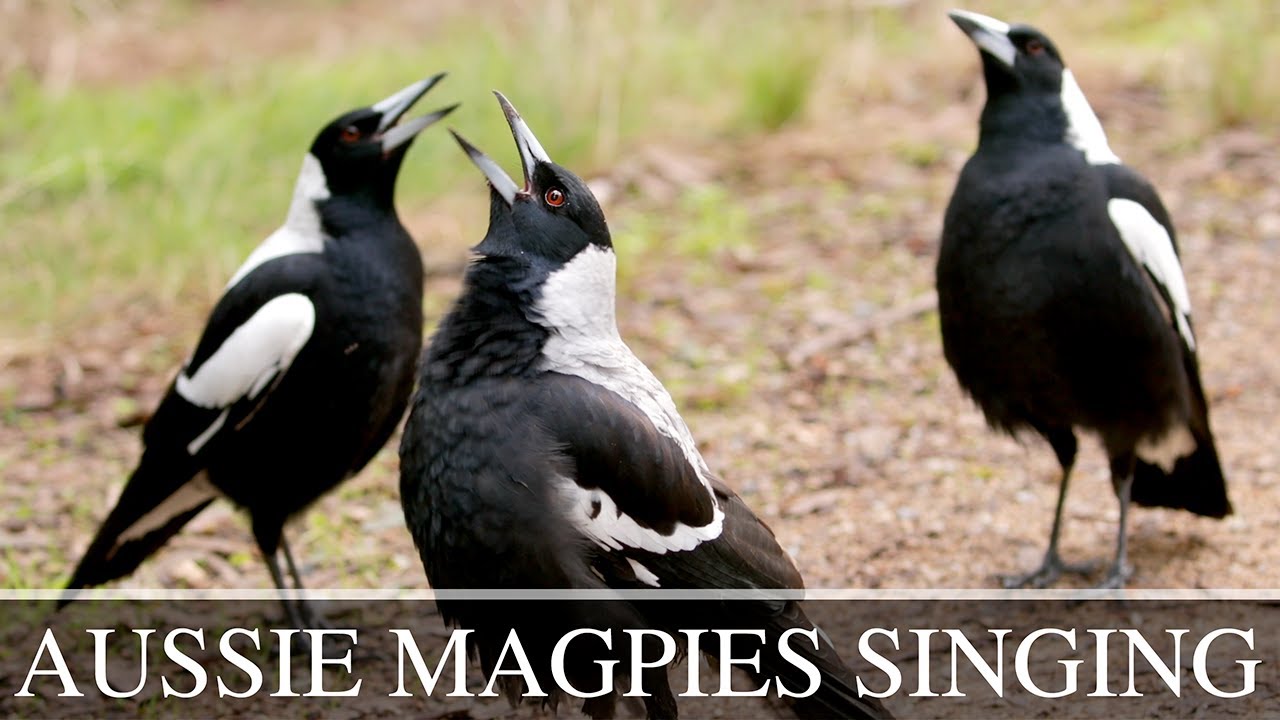 Australian Magpies Singing Collection Complex Calls & Vocalisations Australian Magpies Singing Collection Complex Calls & Vocalisations