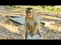 Nice monkey leo really loves to eat sweet orange  he finds good place o have lol