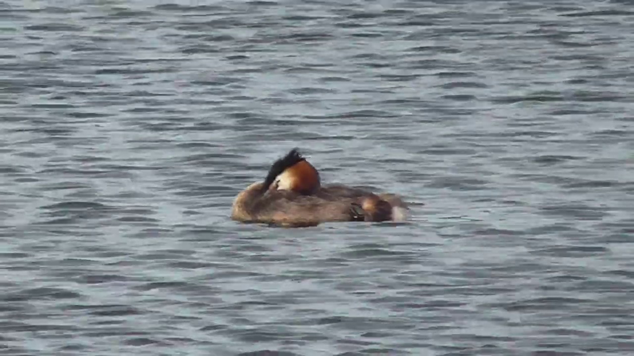 Great Crested Grebe | Birds and Waterbirds UK
