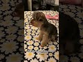 Dance your worries away… #dogshorts #petlover #puppy #dogs #pets #furbaby #smartdog #yorkie