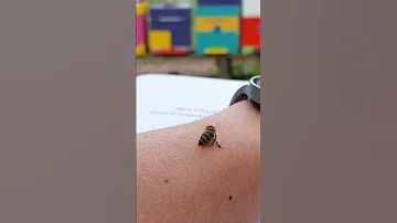 как выглядит 