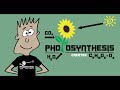 The Photosynthesis Song | Mister C (Song #8)