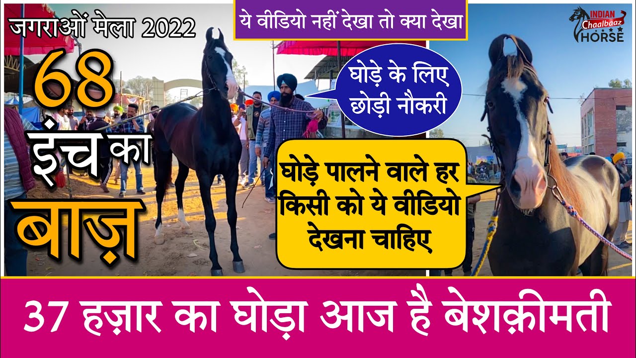 37 हज़ार का 68 इंच का Baaz घोड़ा आज है बेशक़ीमती 9876901898 (Jagraon Mela Punjab 2022)