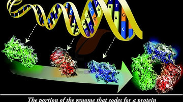 Class 12 Biology Chapter 6 Molecular Basis of Inheritance - Genetic Code.