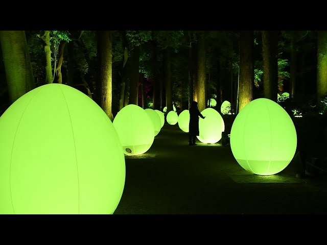 偕楽園にデジタルアート集団　梅林の夜に「埋没して」