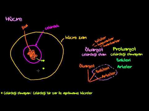 Hücre Çekirdeği, Hücre Zarı, Ribozomlar, Ökaryotlar ve Prokaryot (Biyoloji / Hücrenin Yapısı)