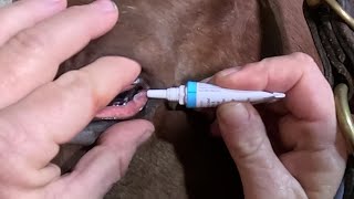 How to Put Eye Ointment in Horses