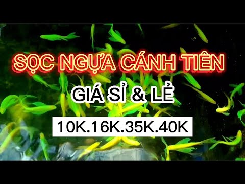Video SỌC NGỰA CÁNH TIÊN 16K/CON || HƯỚNG DẪN MUA CÁ SỈ VÀ... - youtube