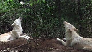 Family Wolf Howl Duet
