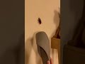 When the cockroach started flying... my soul left my body 😱🐈 #catchasesdog #cat