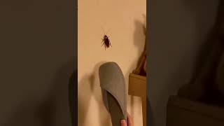 Celebrity When the cockroach started flying... my soul left my body 😱🐈 #catchasesdog #cat Profile