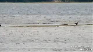 Mississippi Flyway Cam Are we Moving 10 13 2021