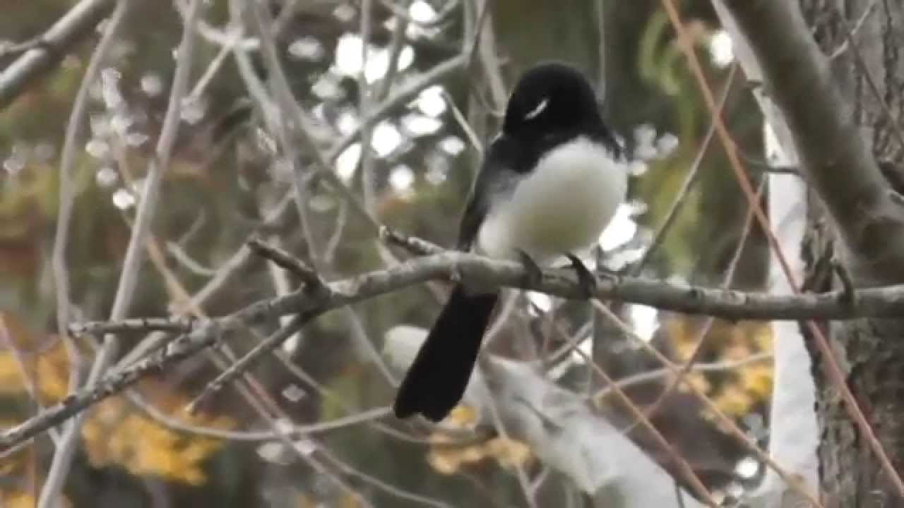 Lazarus Tembo Kola Wagtail Zambia Music