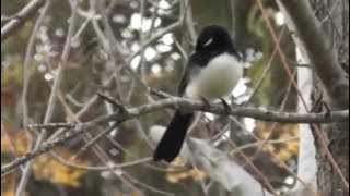 Lazarus Tembo Kola Wagtail Zambia Music