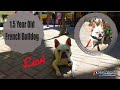 1.5yr French Bulldog (Levi) | Amazing Small Dog Trainers in Wilmington Delaware 1.5yr French Bulldog (Levi) | Amazing Small Dog Trainers in Wilmington Delaware