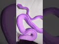 Playing With Colorful Snake Shorts Real Purple
