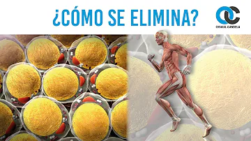 ¿Cómo entreno a mi cuerpo para que queme grasa en lugar de azúcar?