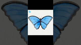 Blue Morpho Butterfly #procreate #digitalwatercolor #insects #butterfly #animals