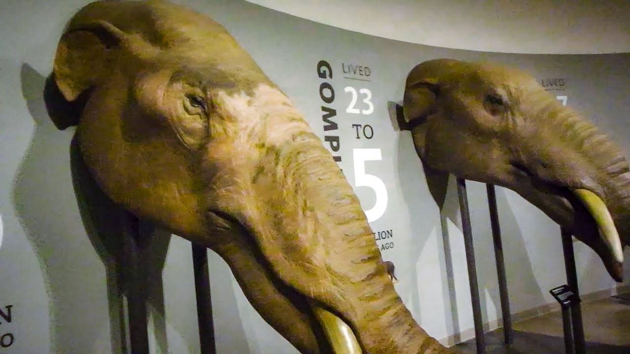 ecotourism yucatan La Brea Tar Pit Fossils | Things to do in Los Angeles | eco tourism | Raimy Roams