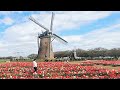 Tulips Viewing 