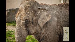 Afscheid van olifant Phyo Phyo