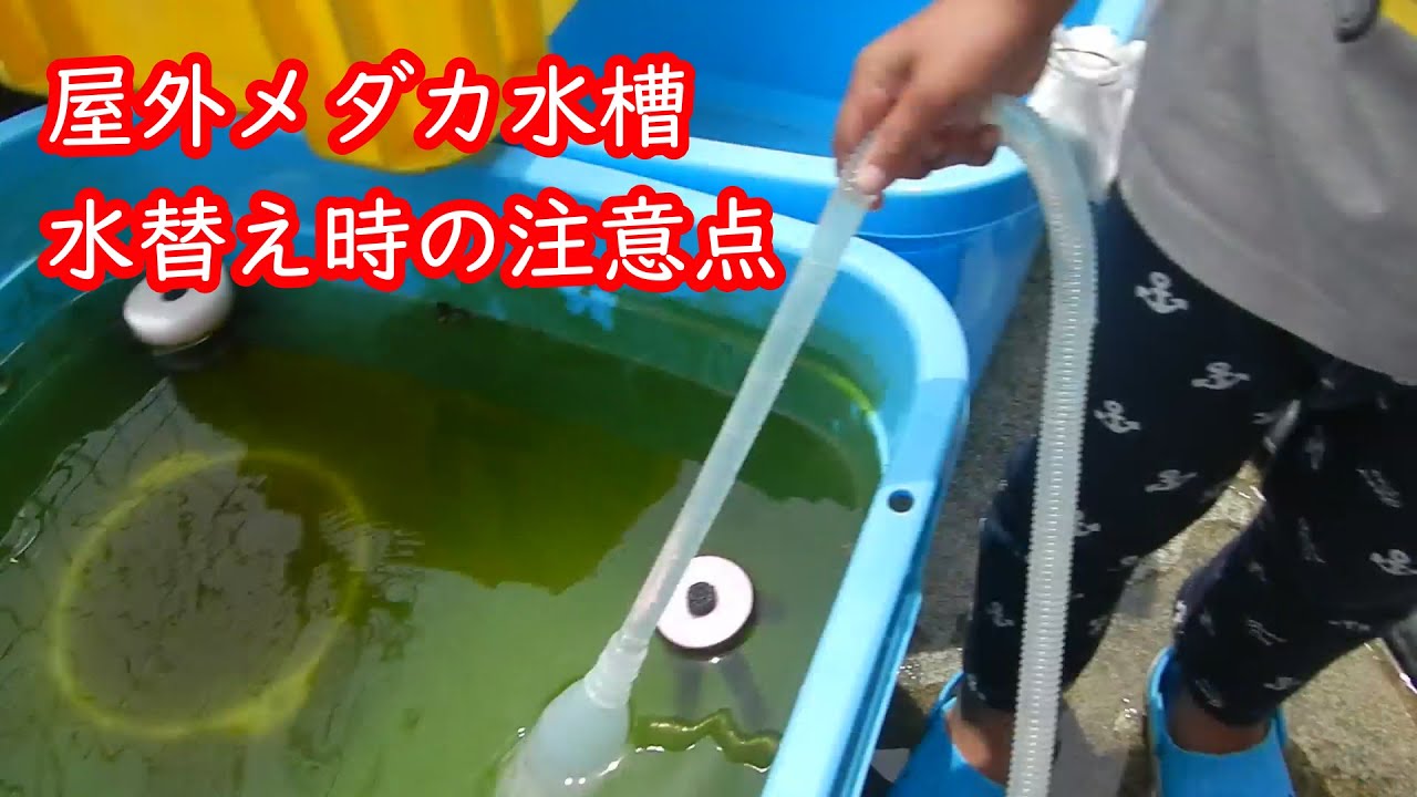 屋外メダカ水槽 水換え時の注意点 Youtube