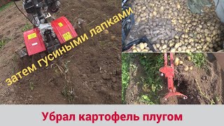 Уборка картофеля плугом и гусиными лапками.   Мотоблок Угра.  2023 год.