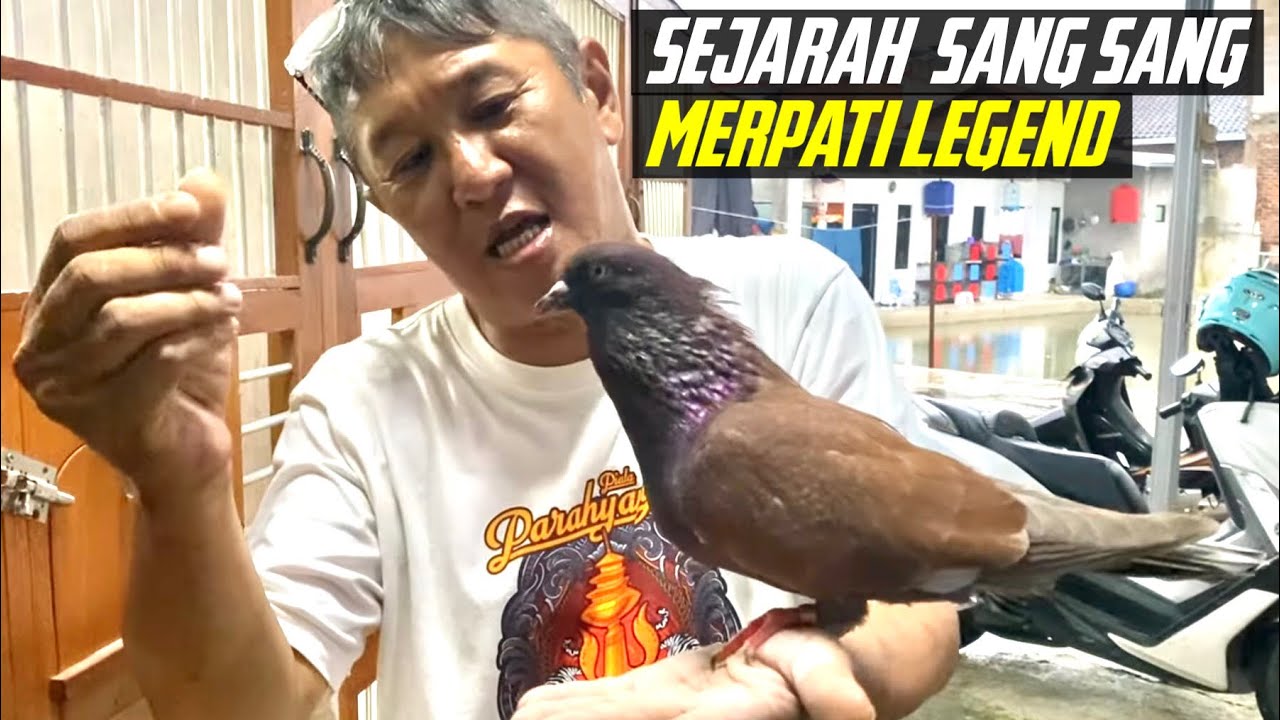 SANG SANG MERPATI LEGEND 