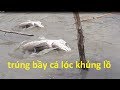 Kích cá được bầy cá lóc khủng lồ - phần 1 | hương tràm u minh