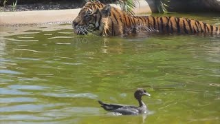 World's Bravest Duck Teases Tiger During Game Of Tag In Swimming Pool