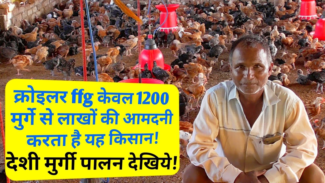 देखिये deshi murgi पालन से किस तरह से अच्छी-खासी income कर रहा है गाँव का यह किसान | desi murga farm
